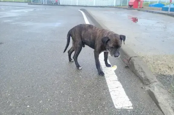 Потерян пёс на заправке Газпромнефть по Тургеневскому шоссе