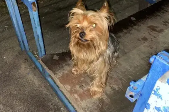 Найдена собака, Санкт-Петербург, фото: Найден йорк на ул. Руставели 26, СПб