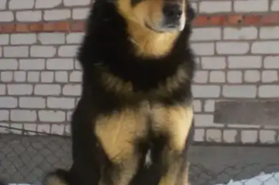 Пропала собака в Бугульме, район 