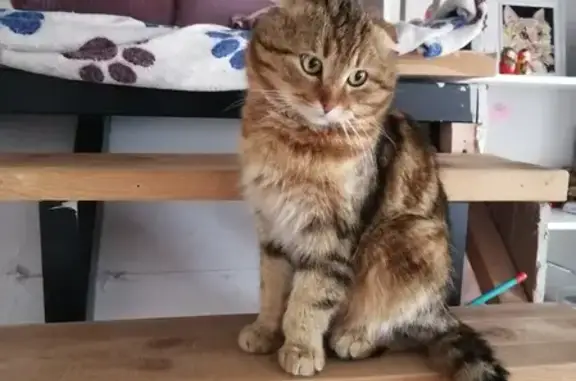 Пропала кошка на Северной улице 12