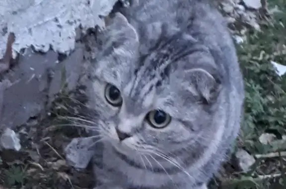 Найдена серая полосатая кошка на ул. Парижской Коммуны, 33 к3