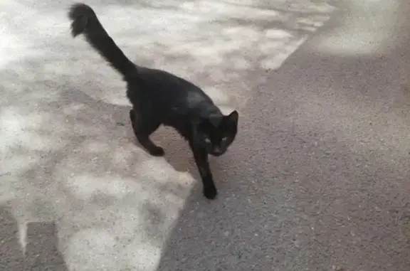 Чёрная кошка на проспекте Пацаева, Долгопрудный