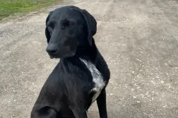 Найдена черная собака в Борковском поселении, Рязанская область