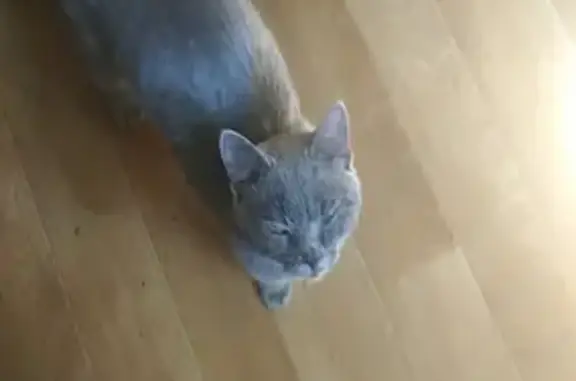 Найден молодой русско-голубой кот на Обнинской улице