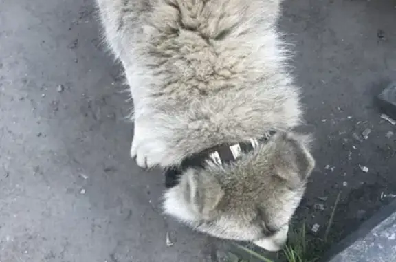 Найдена собака на Кировоградской улице