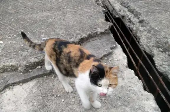Найдена кошка в Кисловодске, не в Краснодаре