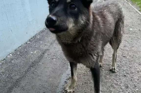 Собака найдена на пр. Гагарина, 35 в Оренбурге.