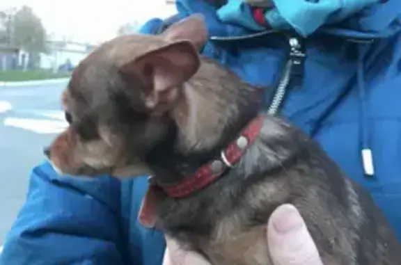 Собака найдена на ул. О. Кошевого, 5Б в Чебоксарах.