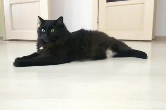 Найдена черная кошка в Москве на Воскресенских Воротах