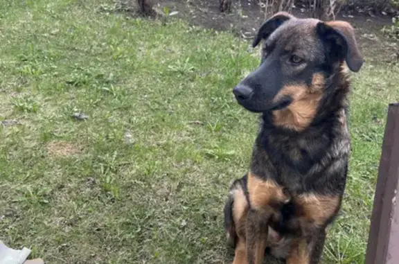 Собака найдена на Фитарёвской, 17 к1, Коммунарка.