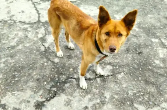 Найдена рыжая собака на Марпосадском шоссе, Чебоксары