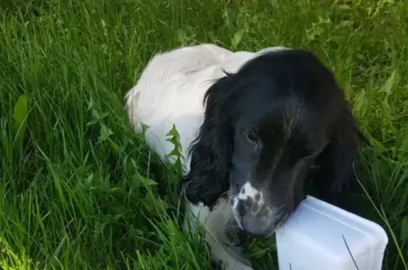 Найдена собака в Алферьевке на Набережной