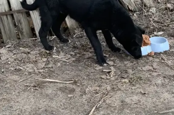 Объявления о пропавших и найденных животных, Тверь, фото: Пропал щенок в Твери, адрес 1-й проезд Нестерова, 19/26