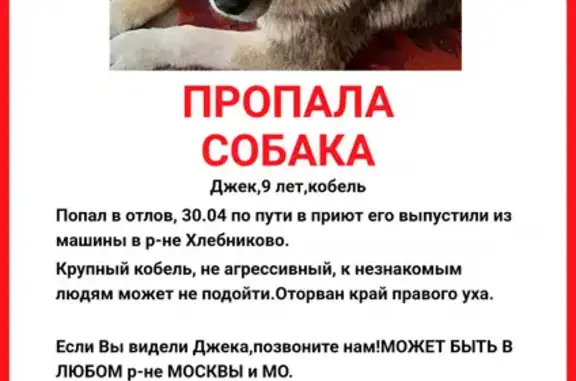 Пропала собака в Московской области - помогите вернуть!