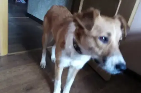 Найдена собака на Заозёрной, 17 в Омске.
