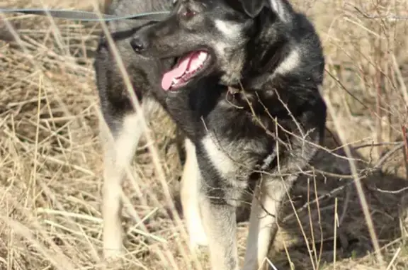 Пропала собака Молли из д. Макариха, Камешковский район