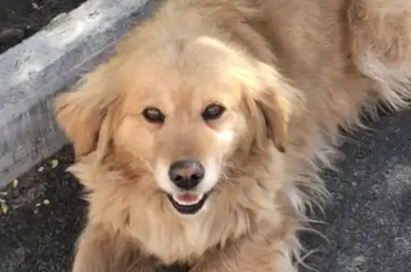 Найдена дружелюбная собака на ул. Шпаковской, ищет хозяина!