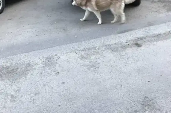Светло-бежевая собака ищет хозяев на Пушкина, 48, Челябинск.