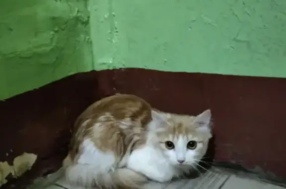 Найдена домашняя кошка на Искровском проспекте, 29