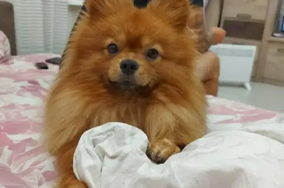 Собаки потеряшки, Томск, фото: Потеряшка рыжая Шпиц Фока, вознаграждение. (39 символов)