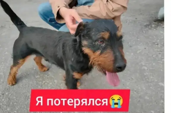 Собака найдена: ул. Тургеневская, 38А.