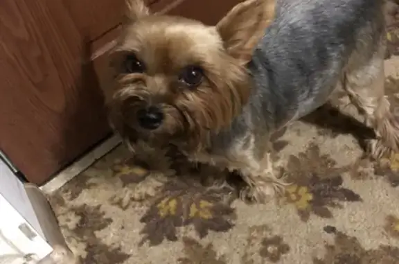 Найдена собака, Ростов-на-Дону, фото: Найден йоркширский терьер в Ростове, ищу хозяев!