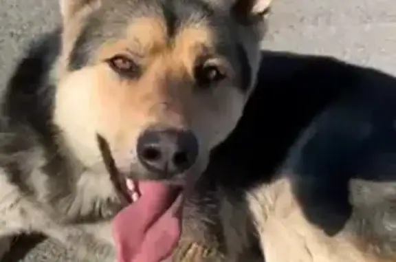 Найдена собака на лагерном саду в Томске