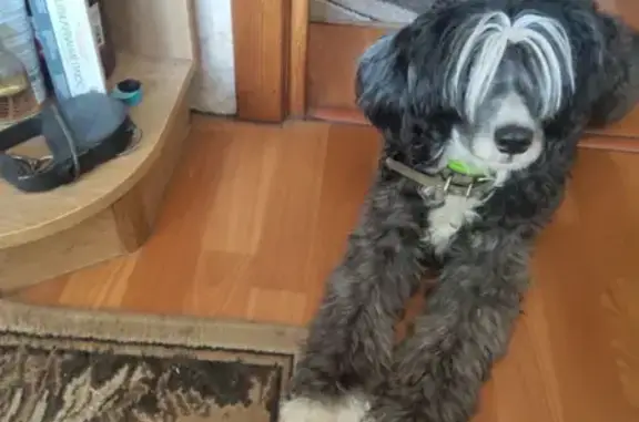 Объявления о пропавших и найденных животных, Калининград, фото: Пропала собака на улице Репина, Калининград: китайская хохлатая Тима