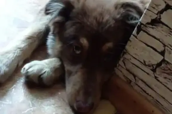 Собака найдена на Садовой улице, 223 в Краснодаре.