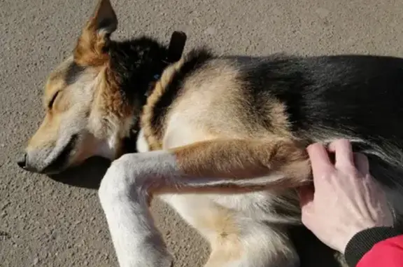 Найдена собака на Красной улице в Дедовске