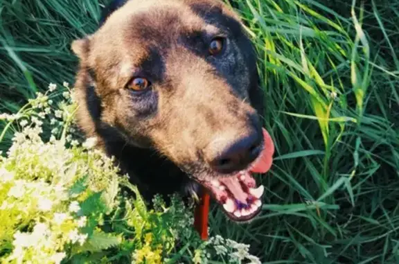 Пропала собака в районе Старая Коломна, ул. Лажечникова 6