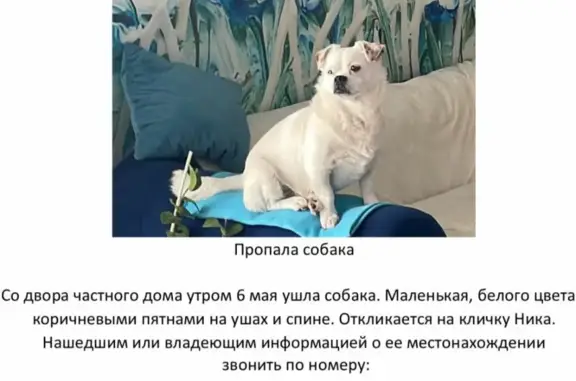 Пропала собака в Хабаровске