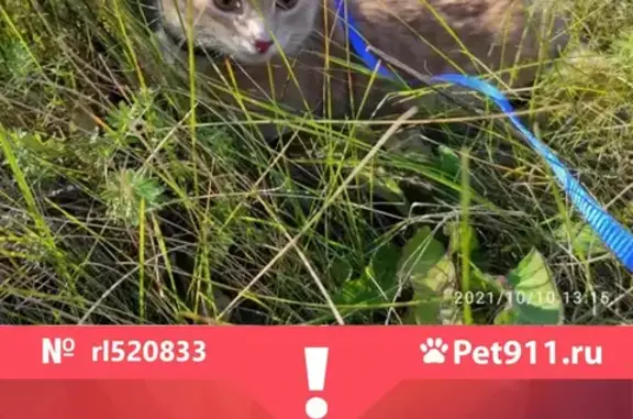 Пропал кот Марсик в Кологривовке на Хопёре