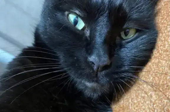 Пропала крупная черная кошка в СНТ «Маслово» 2 мая