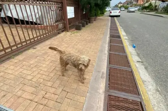 Найдена игривая собака на Апрельской улице, Сочи