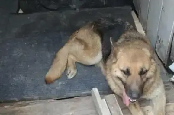 Найдена собака на остановке: овчарка на пр. Фрунзе, Томск