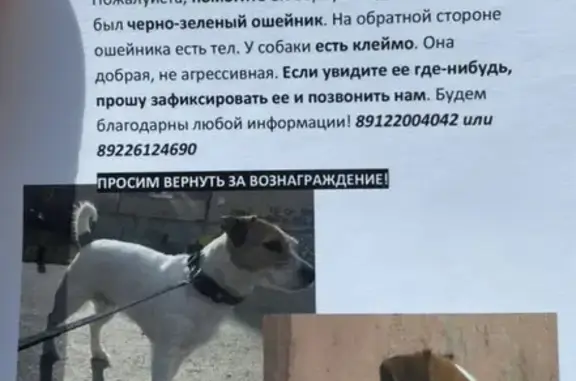 Пропала собака Джек Рассел терьер на ул. Онуфриева 55, Екатеринбург