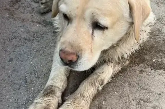 Собака Лабрадор нуждается в помощи в Деревне Подолино, Московская область.