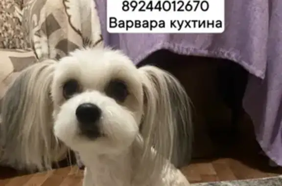 Пропала китайская хохлатая собака в Хабаровске