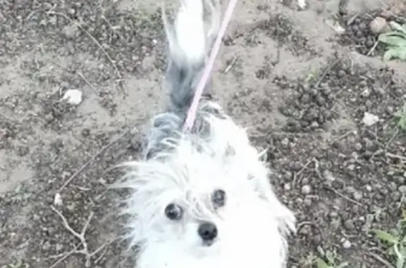 Собака найдена в Тольятти с поводком