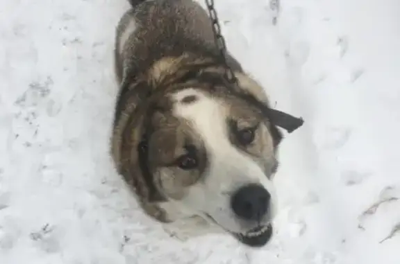 Пропала собака Чарли на ул. Жаворонкова, 2Б, Первоуральск
