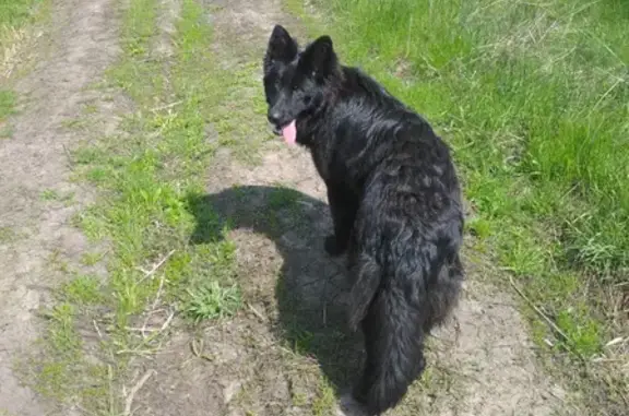 Собаки потеряшки, Духовец, фото: Потеряшка собака Зара в Духовце, Моковский сельсовет