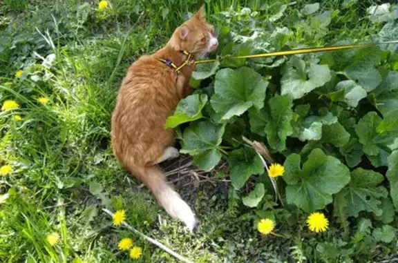 Кошки потеряшки, Санкт-Петербург, фото: Потеряшка кошка на улице Маршала Новикова, 3, СПб