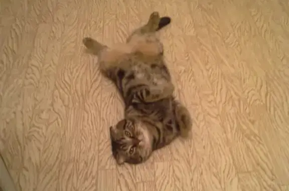 Кошки потеряшки, Набережные Челны, фото: Потеряшка кошка в Набережных Челнах.