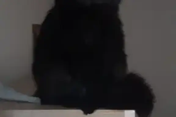 Пропала черная кошка в Сходненских Садоводах СНТ