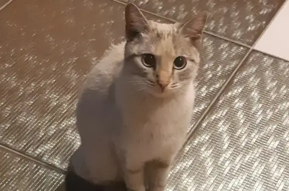 Найдена кошка на улице Карамзина, 7 в Красноярске