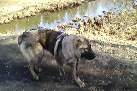 Пропала собака Метис алабая и кавказца в Красногвардейском районе, СПб