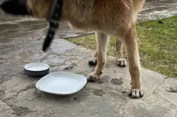 Собака найдена в Московской области на Авроре