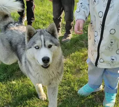 Собака Хаски найдена на Малахова, 62, Барнаул.