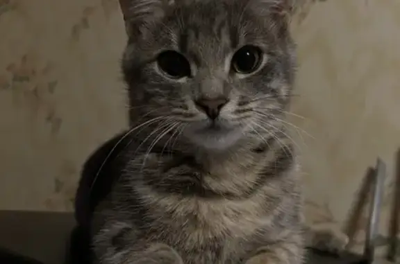 Кошки потеряшки, Санкт-Петербург, фото: Потеряшка кошка на пл. Александра Невского, СПб: серый окрас, зелёные глаза, нужна помощь.